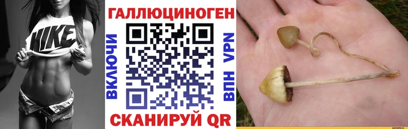 Купить  Химки  Галлюциногенные грибы GOLDEN TEACHER 